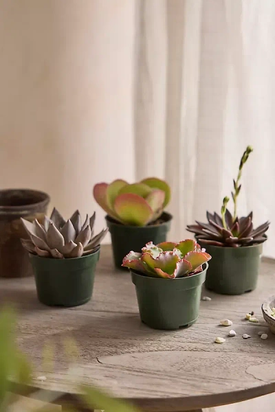 Terrain Assorted Succulents, Pack Of 4 In Green
