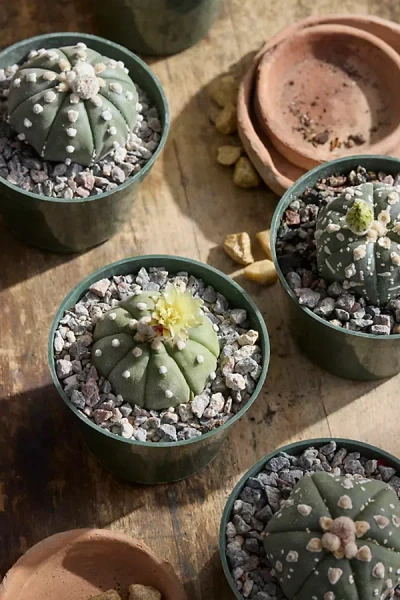 Terrain Astrophytum Asterias Plant In Green