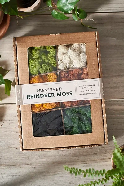 Terrain Autumn Reindeer Moss Collection In Multi