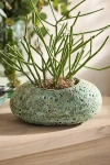 Terrain Barnacle Boulder Pot In Green