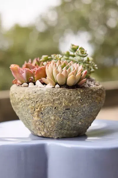 Terrain Barnacle Button Bowl Planter In Brown