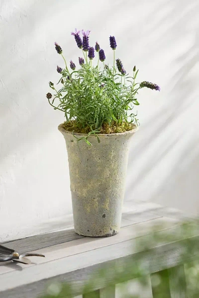 Terrain Barnacle Cone Planter, 8" In Neutral