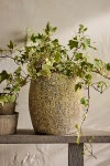 Terrain Barnacle Drum Planter, 7"