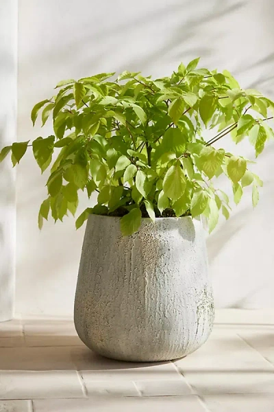 Terrain Barnacle Fiber Concrete Tall Droplet Planter In Gray