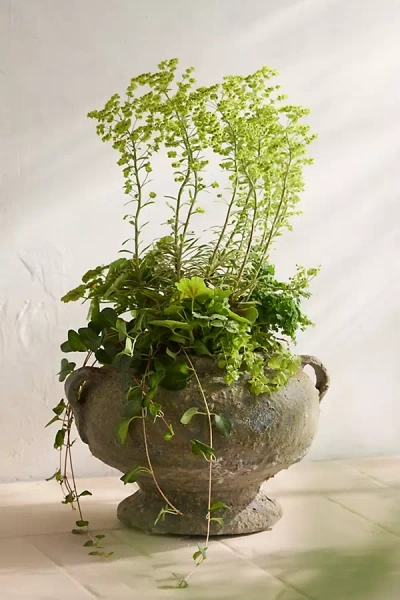 Terrain Barnacle Rosie Urn In Brown