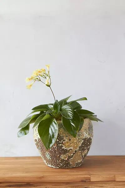 Terrain Barnacle Round Shoulder Pot In Brown