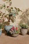 Terrain Barnacle Rounded Bowl Planter