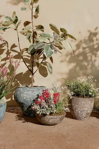 Terrain Barnacle Rounded Bowl Planter In Transparent