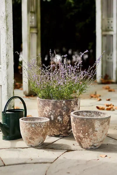 Terrain Barnacle Rounded Egg Planter