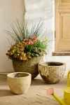 Terrain Barnacle Rounded Egg Planter