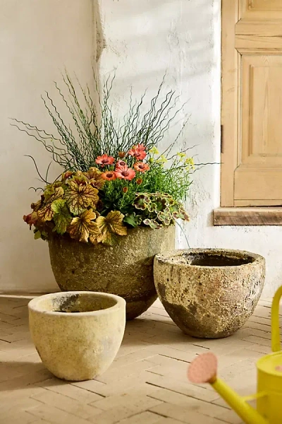 Terrain Barnacle Rounded Egg Planter