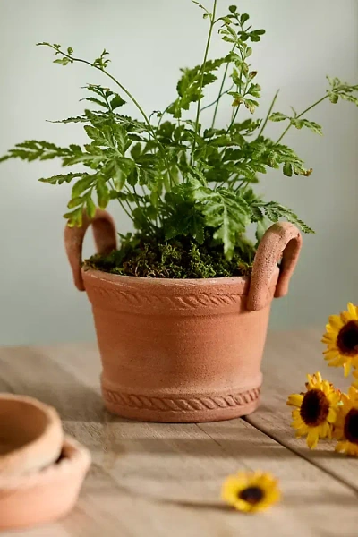 Terrain Basket Handle Galestro Pot In Brown