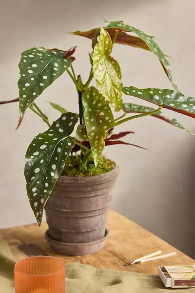 Terrain Begonia Maculata Plant