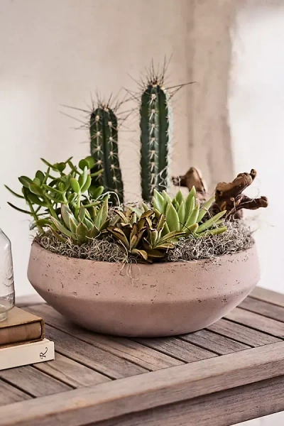 Terrain Beveled Cement Bowl Planter In Neutral