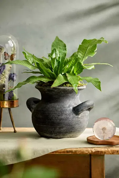 Terrain Black Terracotta Amphora Planter In Multi