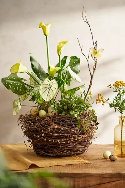 Terrain Botanical Nest Basket