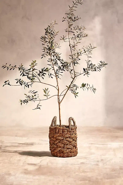 Terrain Braided Woven Handled Planter, 14" In Brown