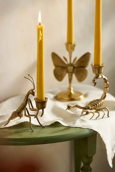 Terrain Brass Creature Taper Holder In Gold