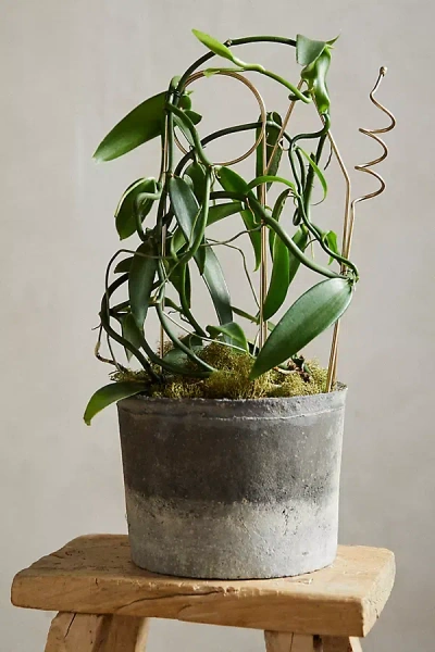 Terrain Brass Plant Supports, Set Of 3 In Gray