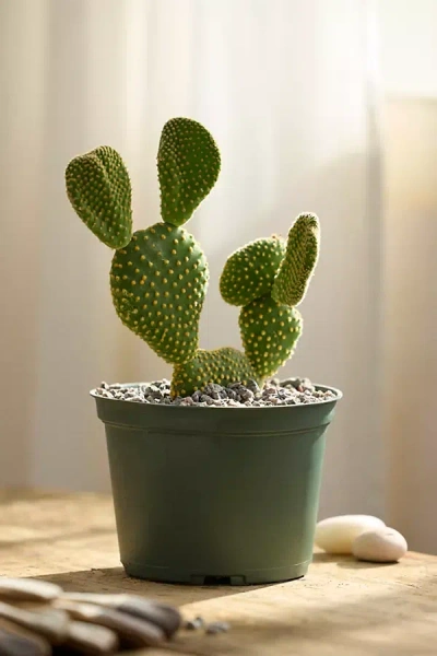 Terrain Bunny Ears Cactus In Green