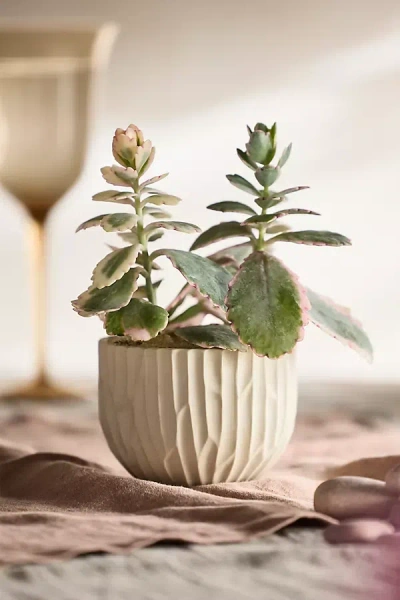 Terrain Carved Stoneware Pot In Neutral