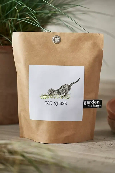 Terrain Cat Grass Grow Bag Kit In Brown