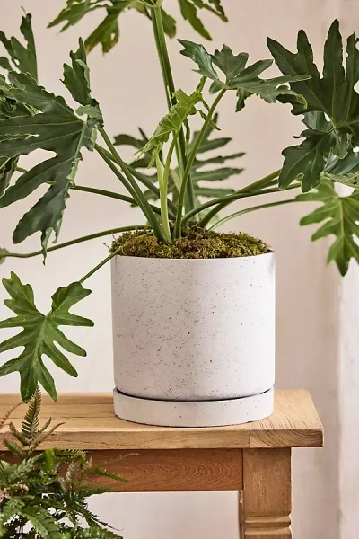 Terrain Cement Cylinder Pot + Saucer Set In Neutral