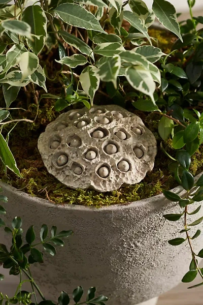 Terrain Cement Lotus Pod