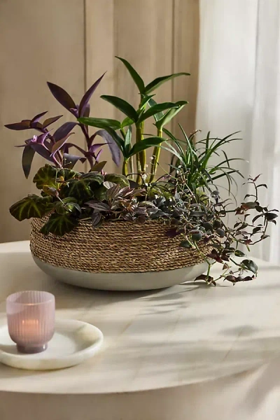 Terrain Cement + Seagrass Low Bowl Planter