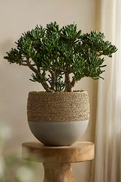 Terrain Cement + Seagrass Round Planter In Green