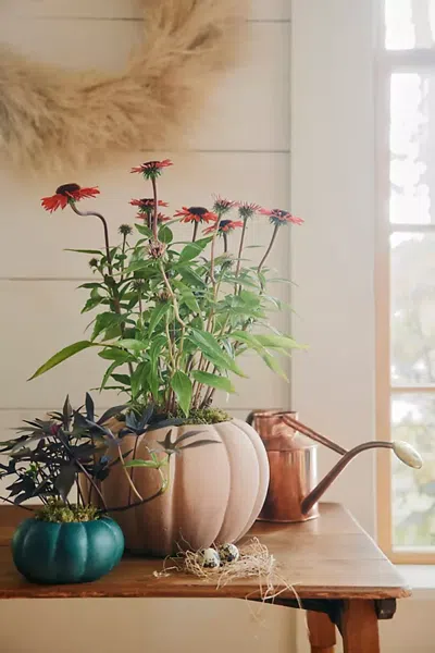 Terrain Ceramic Pumpkin Planter In Brown