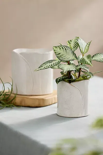 Terrain Ceramic Wrap Pot In White