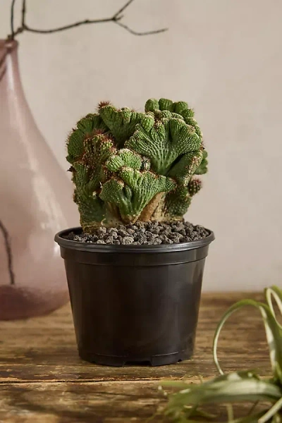 Terrain Cereus Coral Green Cactus, 6"