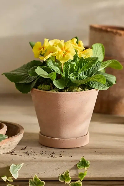 Terrain Classic Galestro Pot + Saucer Set