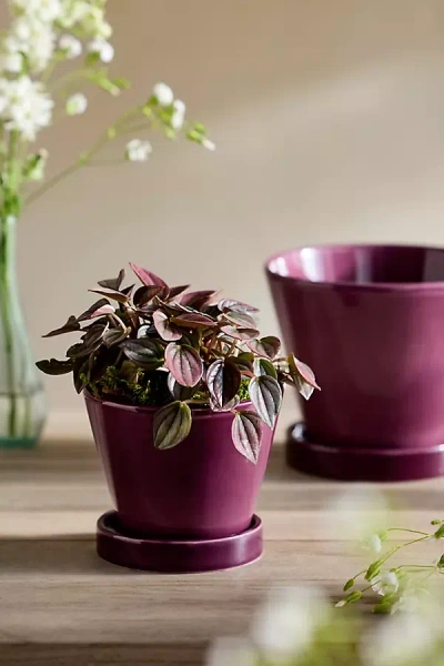 Terrain Classic Glazed Galestro Pot + Saucer Set