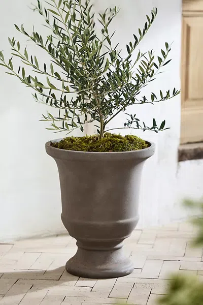 Terrain Concrete Fluted Edge Urn Planter In Brown