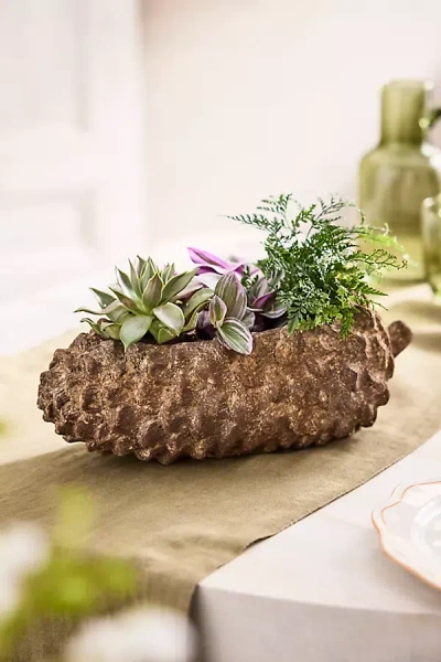 Terrain Concrete Pinecone Planter, Oblong