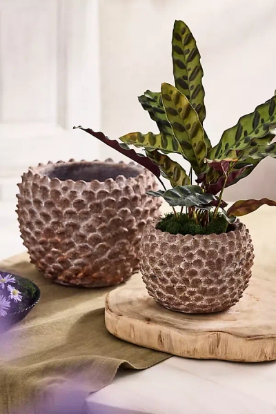 Terrain Concrete Pinecone Planter, Round