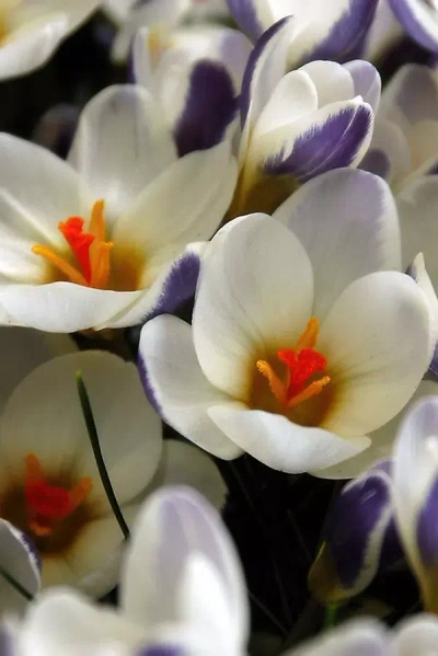 Terrain Crocus ‘prins Claus' Corms