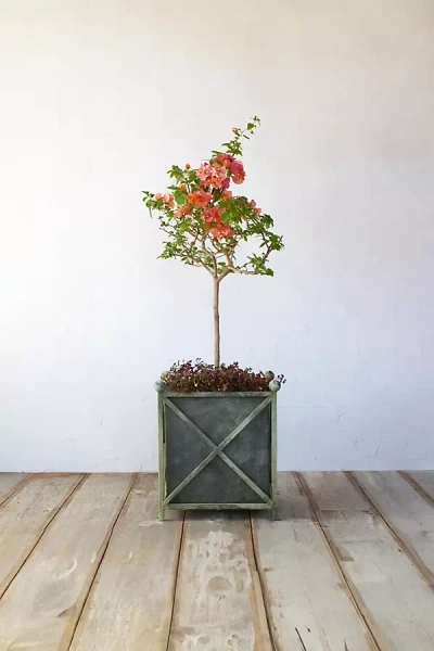 Terrain Cross Frame Iron Planter In Gray