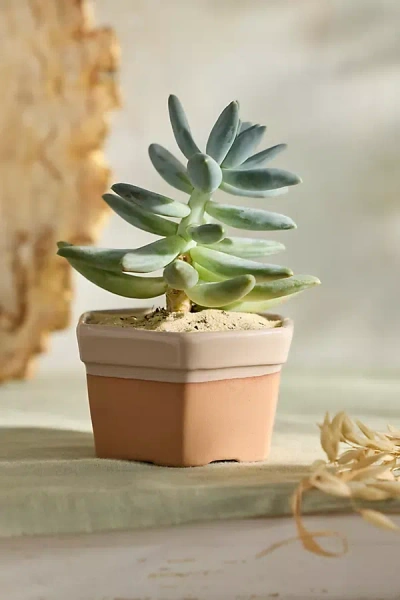 Terrain Dipped Hexagon Galestro Pot