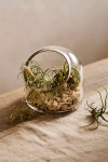 Terrain Dome Open Terrarium