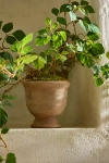 Terrain Double Band Terracotta Urn Planter