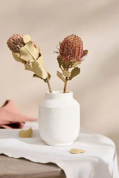 Terrain Dried Banksia Coccinea Bunch In White