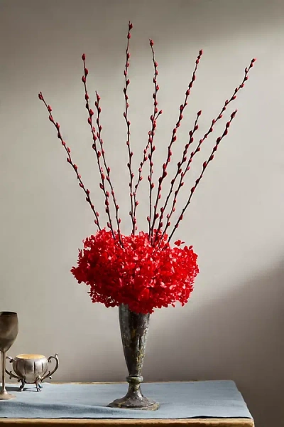 Terrain Dried Burgundy Pussy Willow Bunch In Red