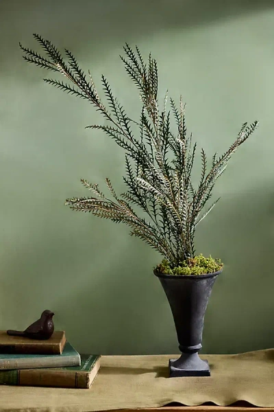 Terrain Dried Grevillea Bunch In Multi
