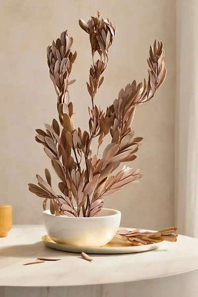 Terrain Dried Mealy Banksia Bunch