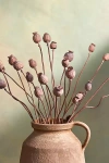 Terrain Dried Papaver Bunch In Pink
