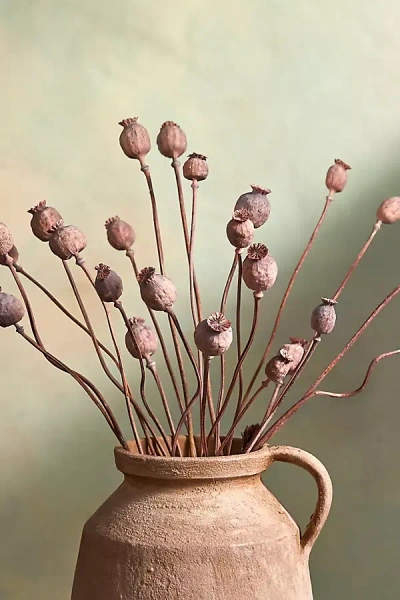 Terrain Dried Papaver Bunch In Pink