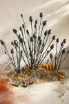 Terrain Dried Papaver Bunch In Black